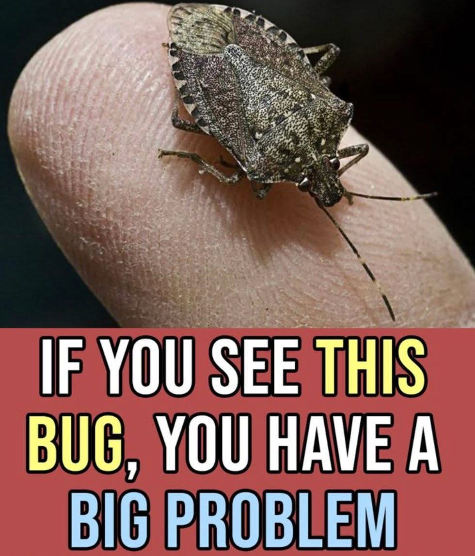 The DIY Solution That Will Help Keep Stink Bugs Away From Your Home