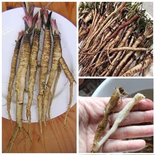 The plant that destroys cancer cells in just 48 hours! It’s 100 times more effective than chemotherapy…