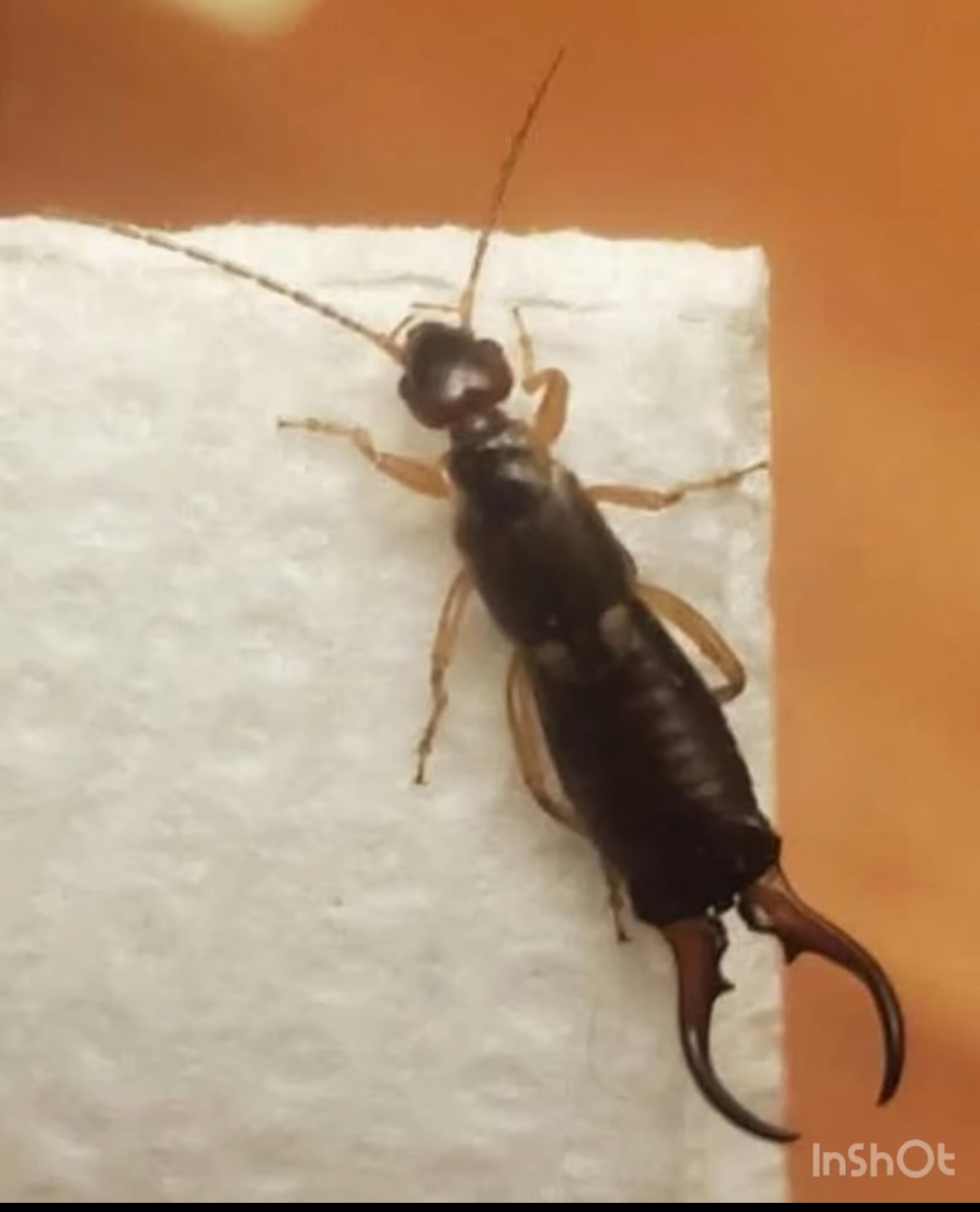 A Natural Way to Get Rid of Earwigs in Your Garden