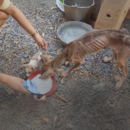 Just recently, I saved a dog who had endured months of mistreatment, left starving and lonely in terrible conditions. Now, it’s..read the full story below