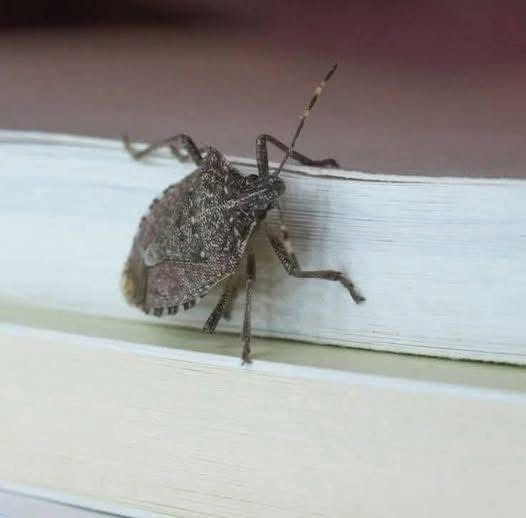 If you notice this insect in your home, you should go immediately to…