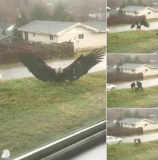 Giant Eagle Captured In Brownsville, Texas: A Stunning Discovery – (VIDEO)