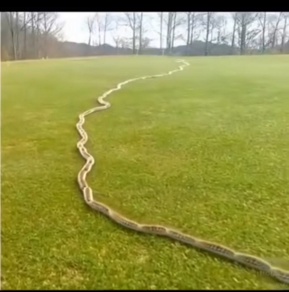 I Thought It Was Just a Rope in the Grass — Then I Looked Closer…