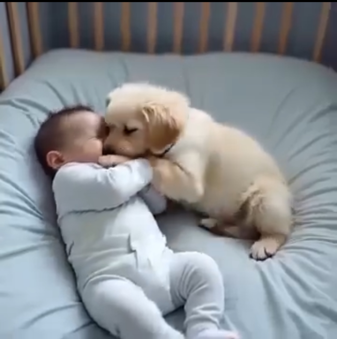 From Despair to Hope: A Golden Retriever’s Miracle