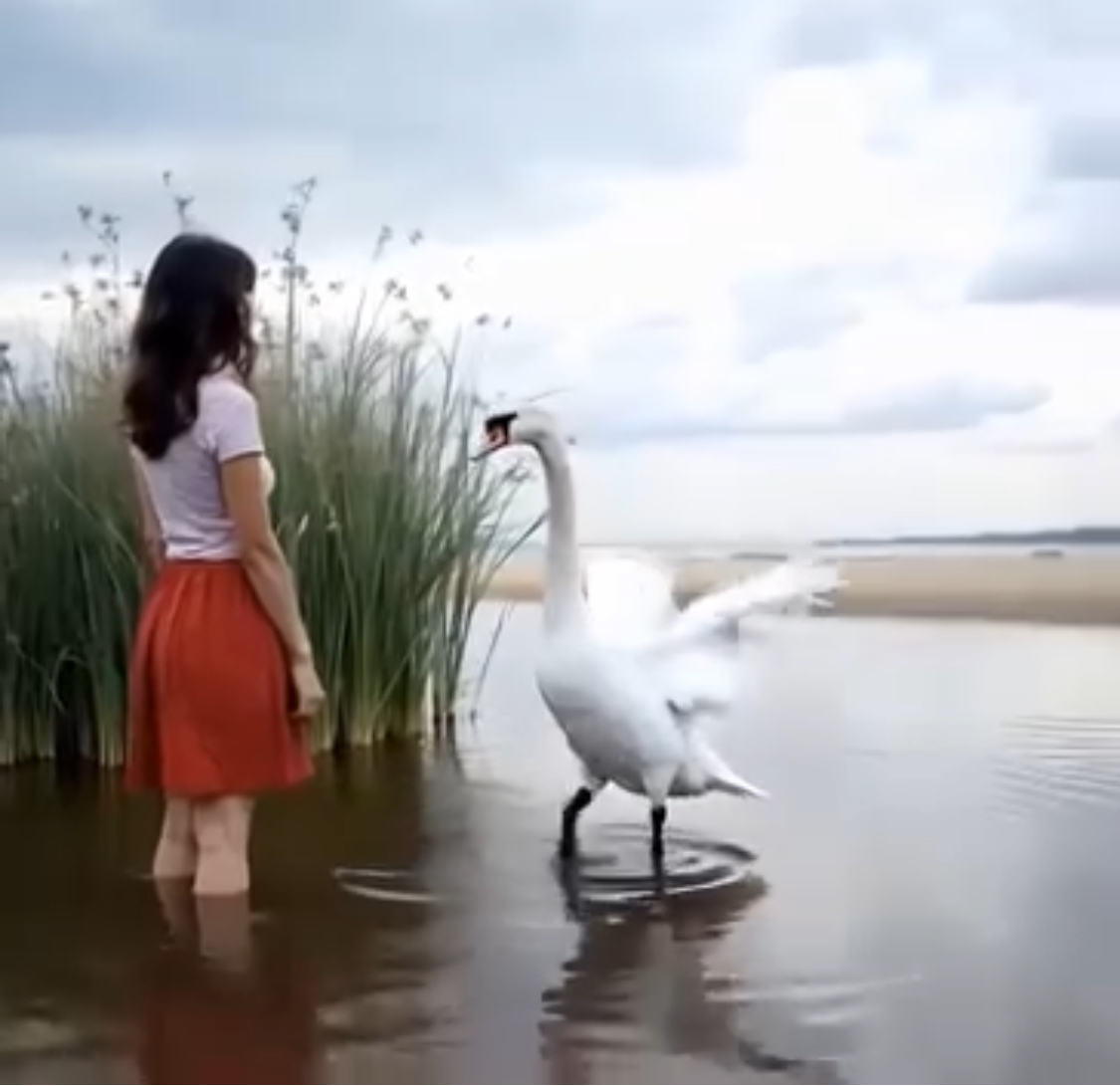 She Saved an Injured Swan! But What Happened Next Blew Her Mind…