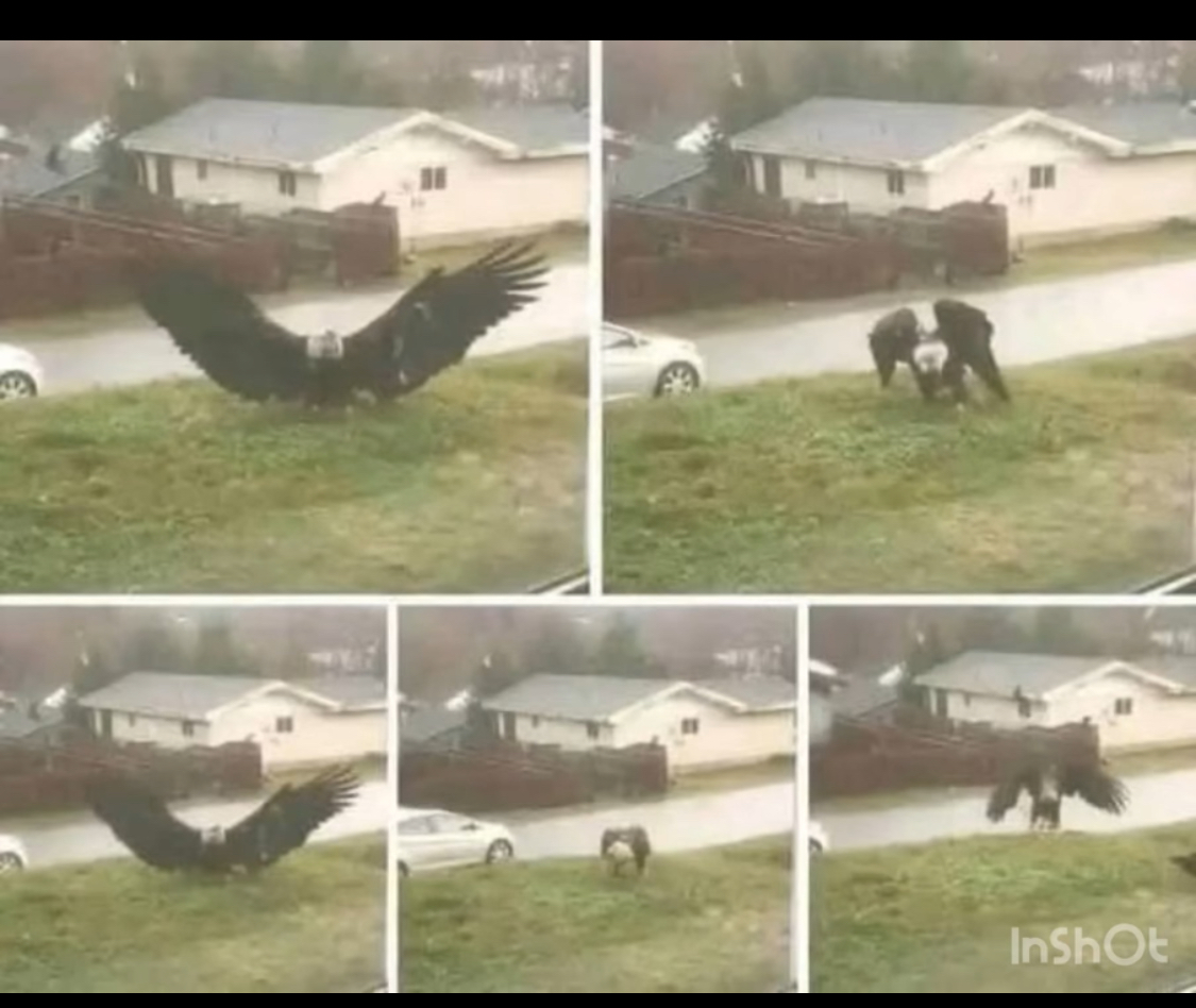 Giant Eagle Captured In Brownsville, Texas: A Stunning Discovery