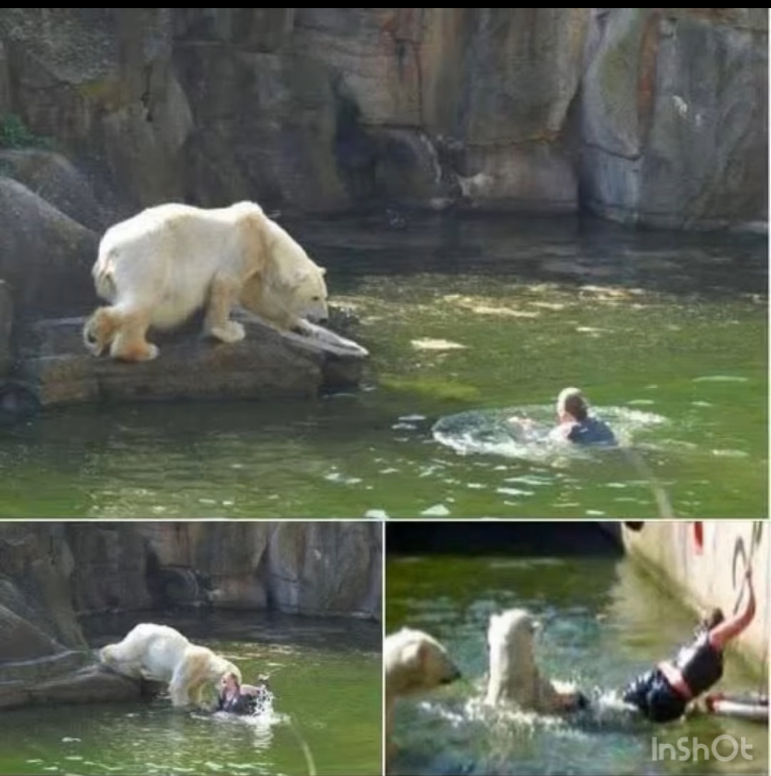 A 32-year-old woman was atta cked by a polar bear after she jumped into their enclosure at the Berlin Zoo.