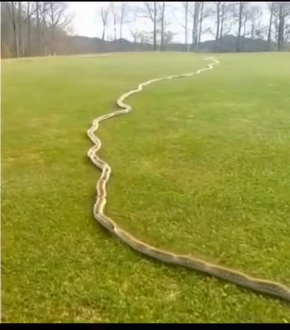 I Thought It Was Just a Rope in the Grass — Then I Looked Closer…