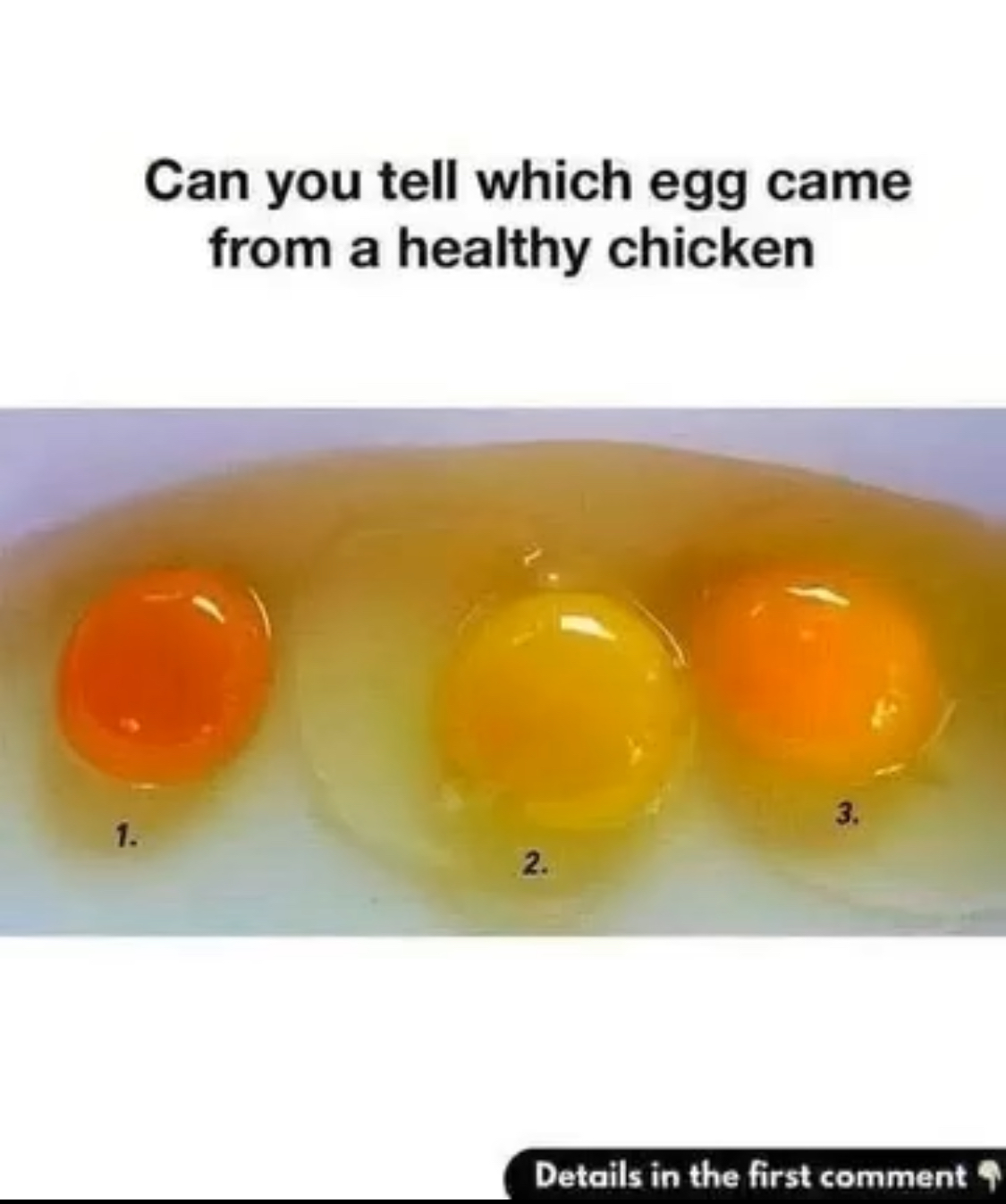The Secret Signs of a Fresh, Top-Quality Egg