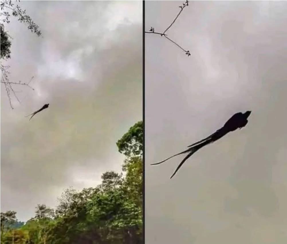 Majestic captured in Mexico…See More