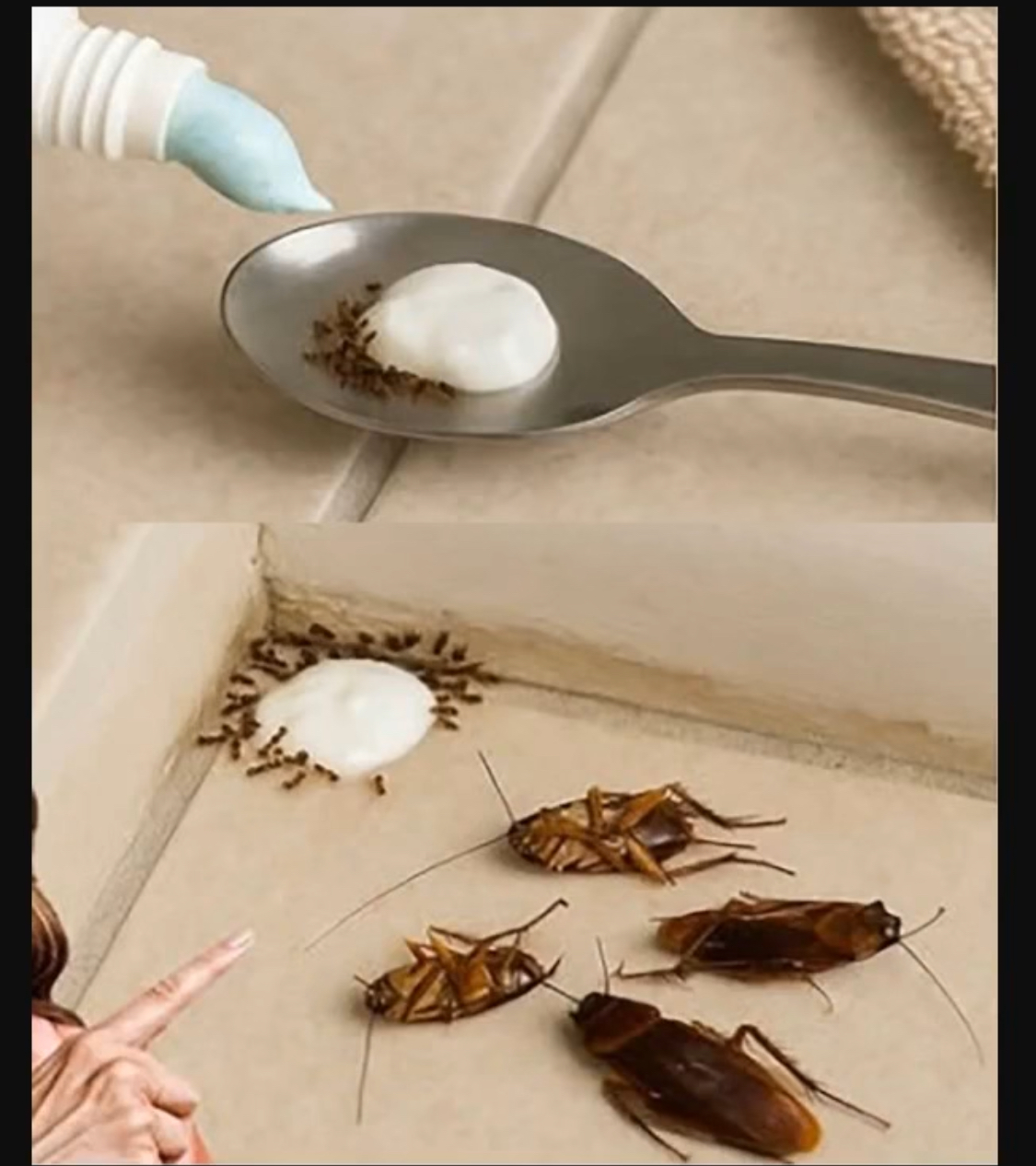 Say Goodbye to Flies Forever with This Simple Trick