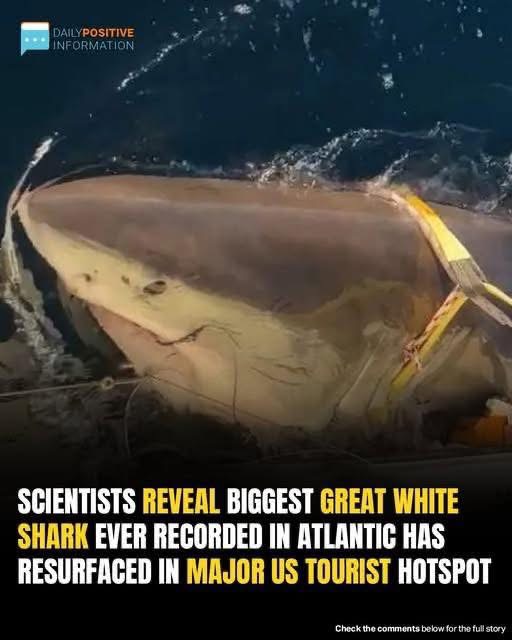 Massive Great White Shark Reemerges Off U.S. Coast — Tourists Warned As Record-breaker Surfaces