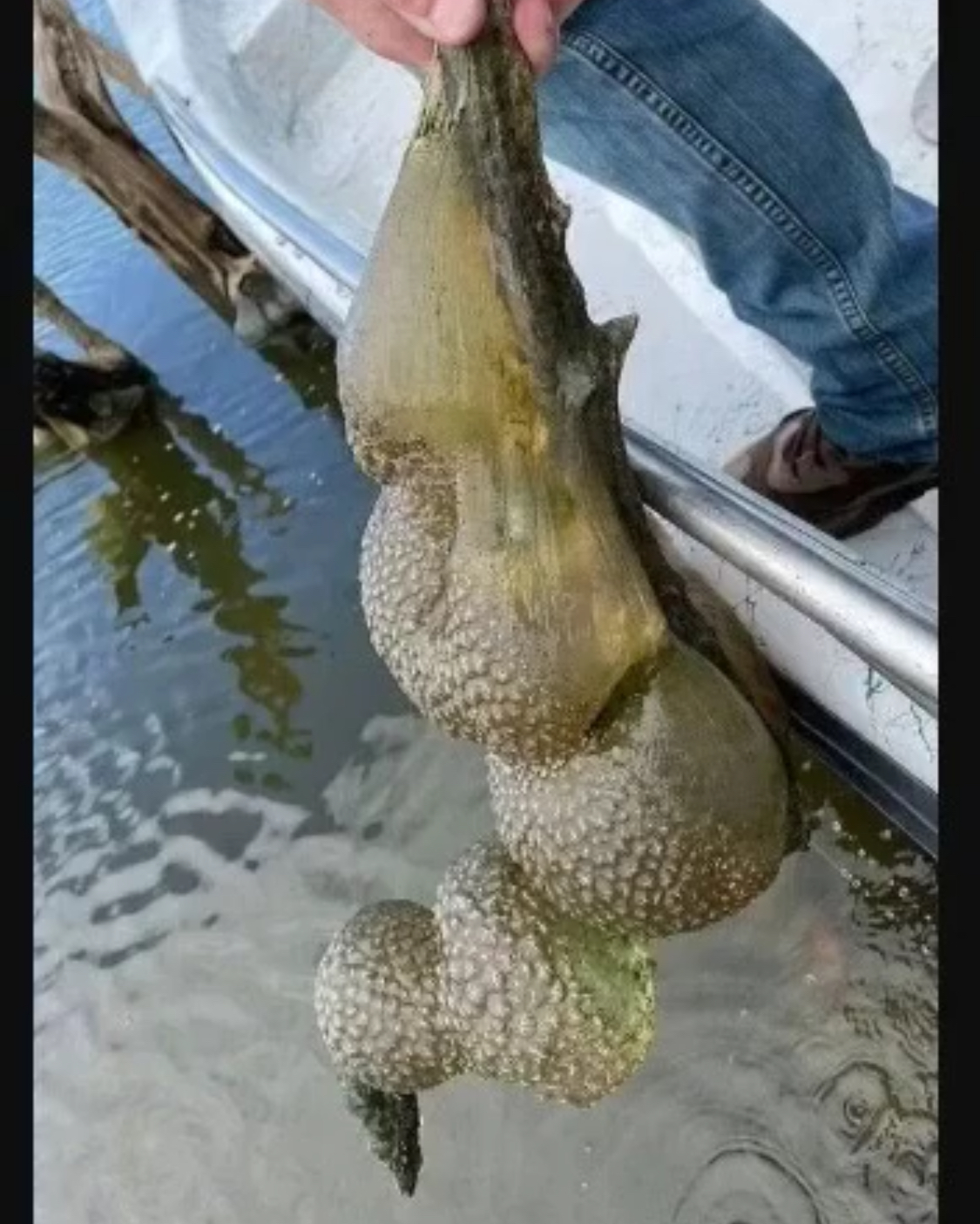 Mysterious ‘Alien Egg Pod’ Discovered in Oklahoma Lake — Officials Urge Calm