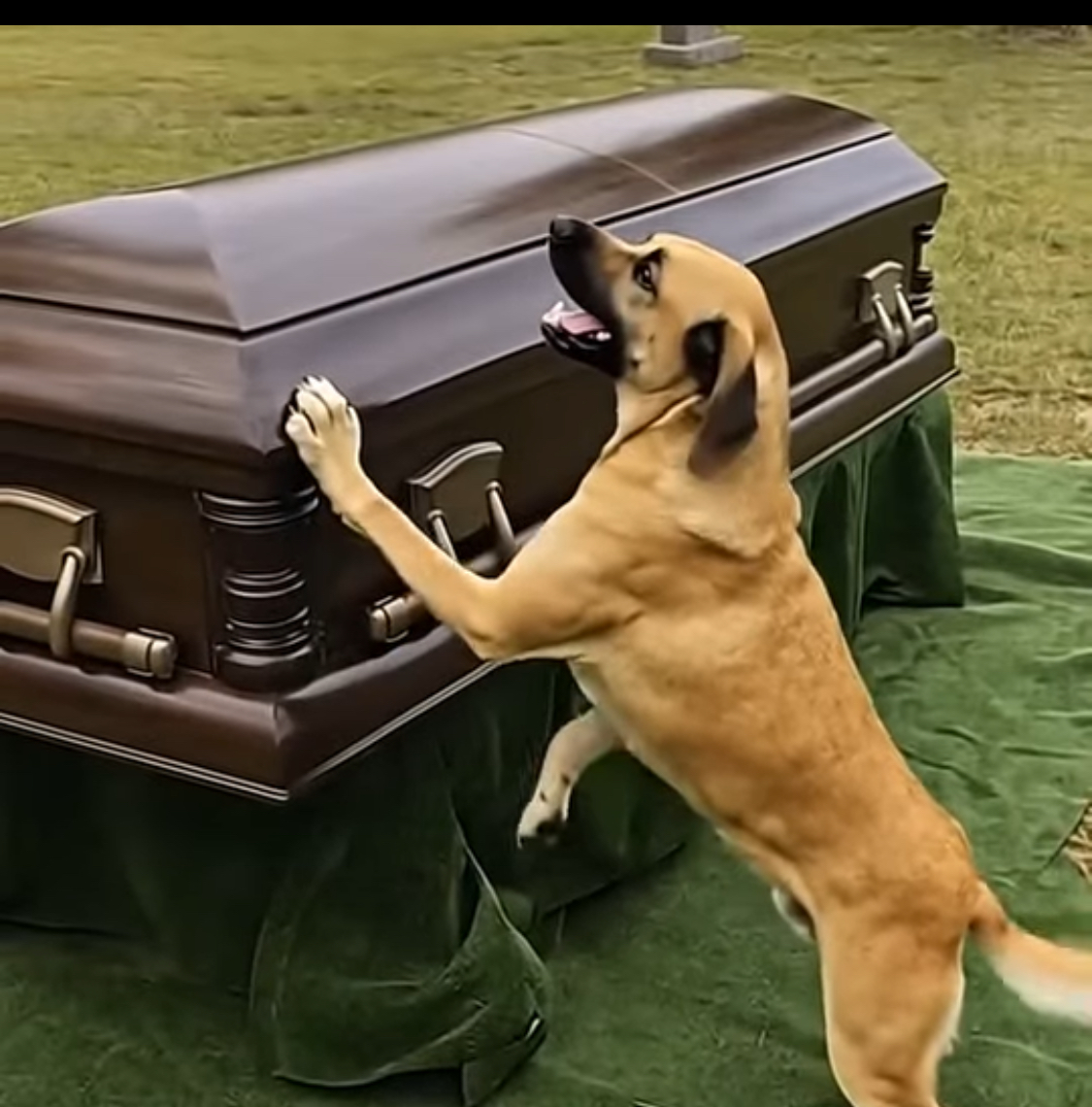 At His Mother’s Funeral, a Dog’s Bark Leads a Son to a Terrifying Discovery