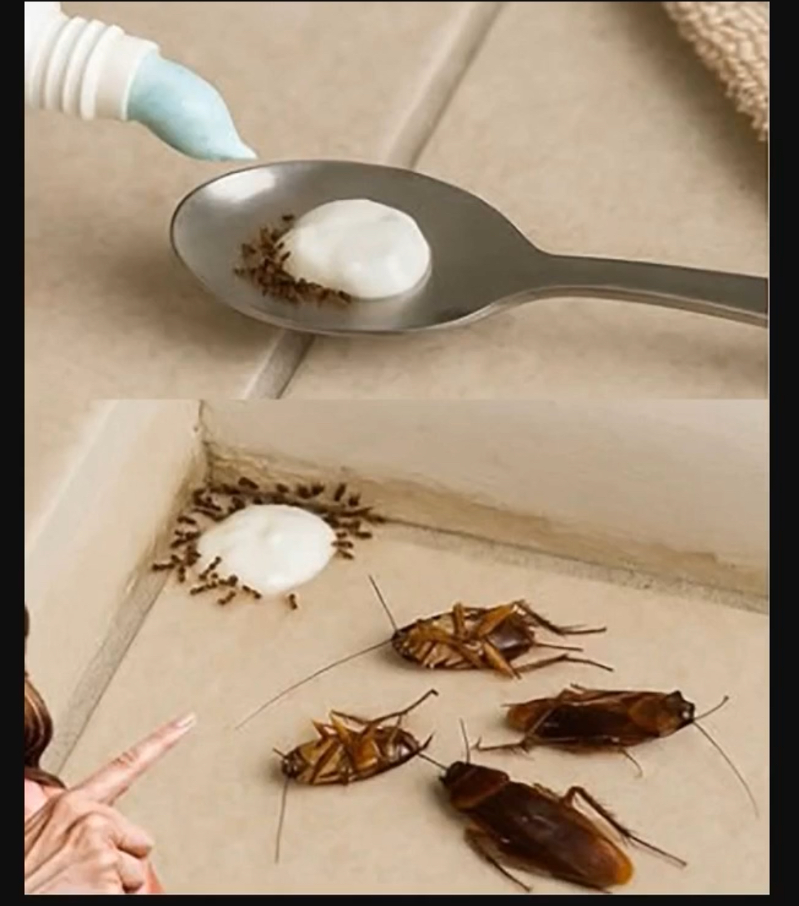 Say Goodbye to Flies Forever with This Simple Trick